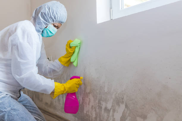 Forensic Mold Investigation in Bonnie Brae, IL