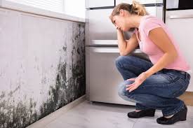 Professional Mold Inspection in Bonnie Brae, IL